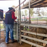 Ram sale team doing fat-muscle scans